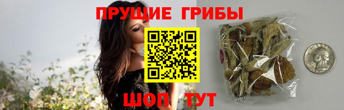 Псилоцибиновые грибы Psilocybine cubensis Зеленогорск